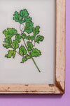 botanical painting